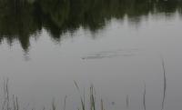Bifogad bild: orm.jpg